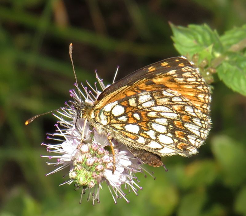 Melitaea nevadensis? S