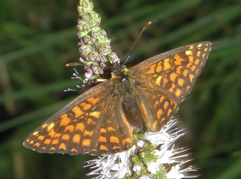 Melitaea nevadensis? S