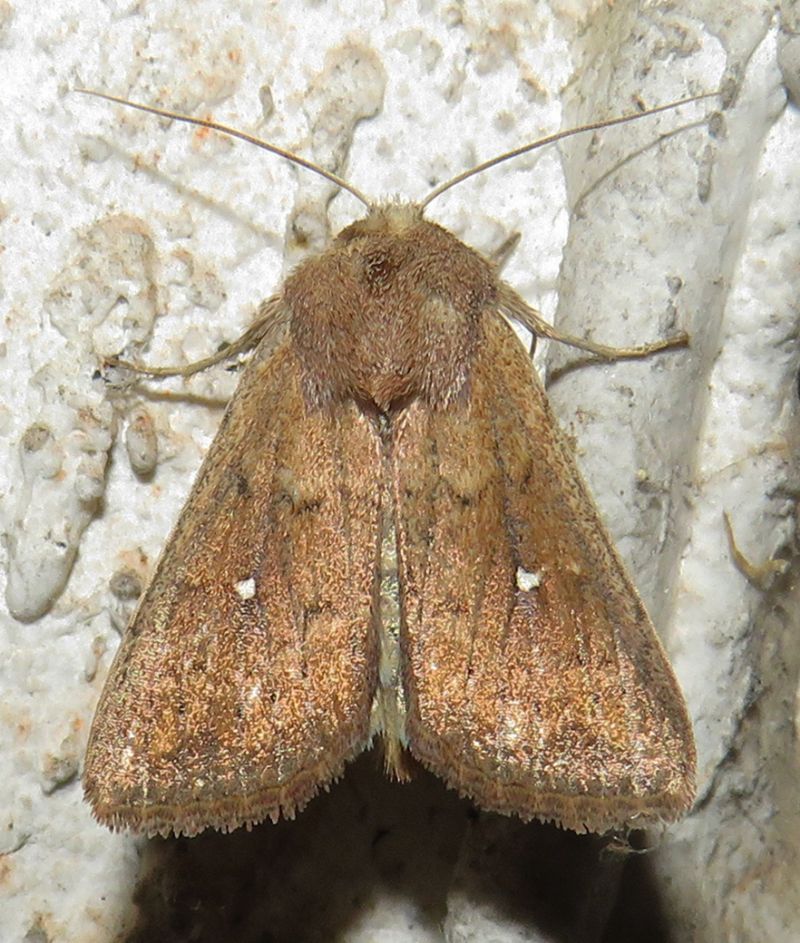 Noctuidae - Mythimna (Hyphilare) albipuncta? S