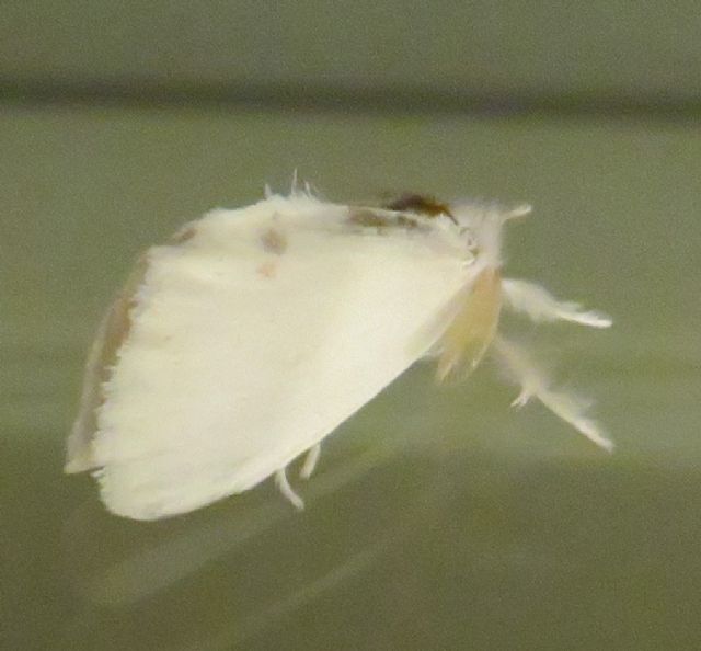 Euproctis (Sphrageidus) similis? S