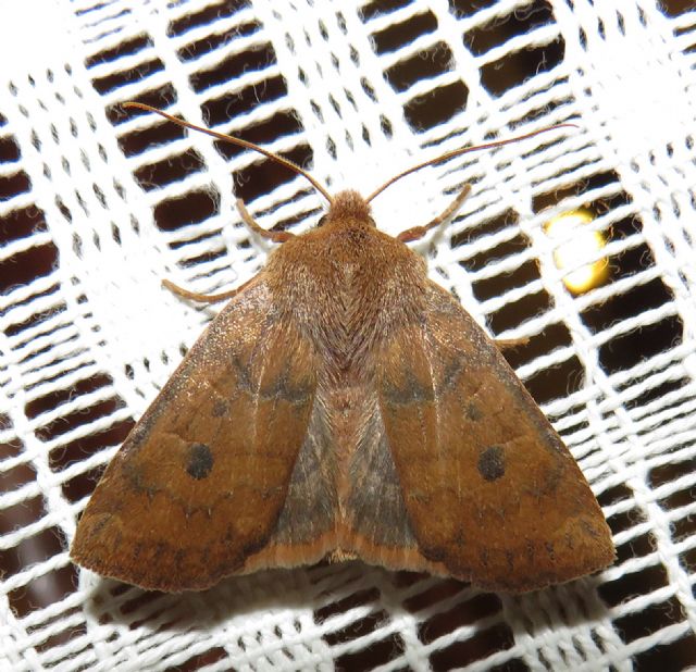 identificazione notturna - Conistra vaccinii , Noctuidae
