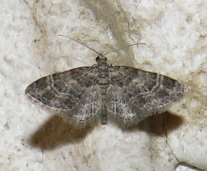 Eupithecia sp.?  No, Gymnoscelis rufifasciata