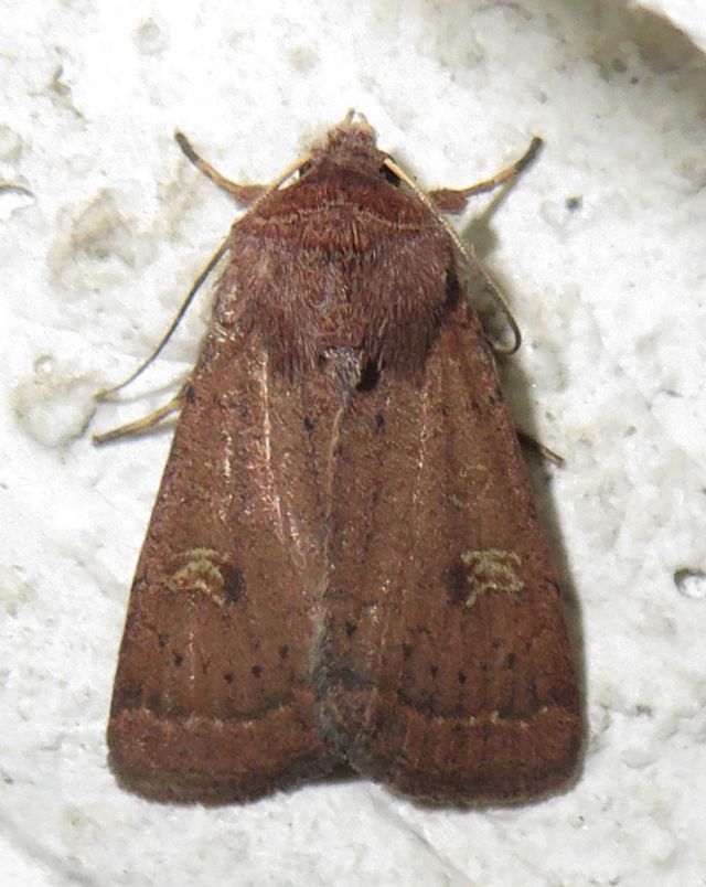 Identificazione Noctuidae