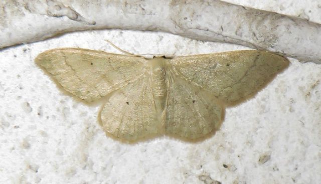 Idaea aversata? Cfr. Idaea straminata, Geometridae