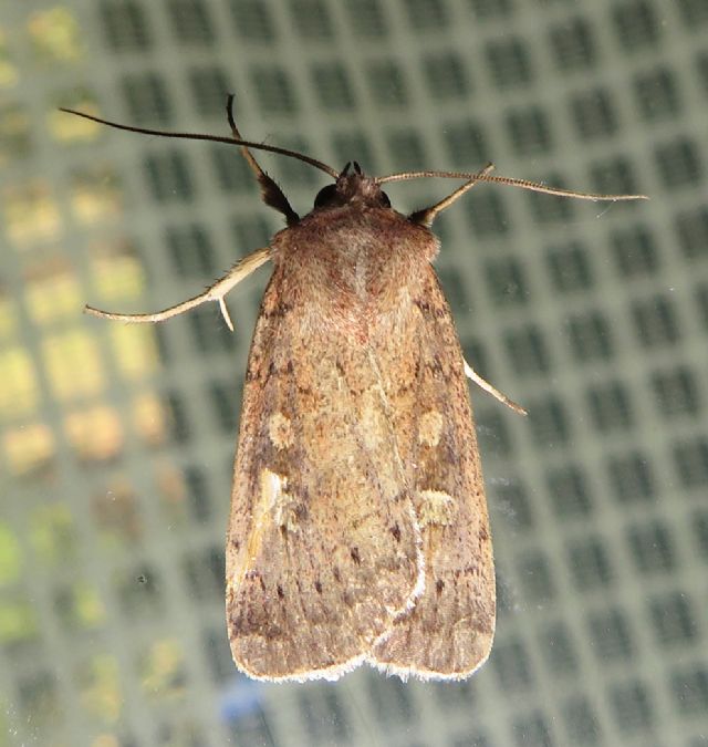 Xestia cohaesa o xanthographa? X. xanthographa, Noctuidae