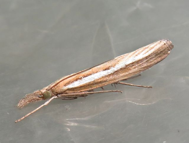 Agriphila latistria o tristella?