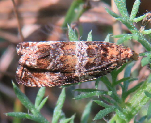 Celypha cespitana?