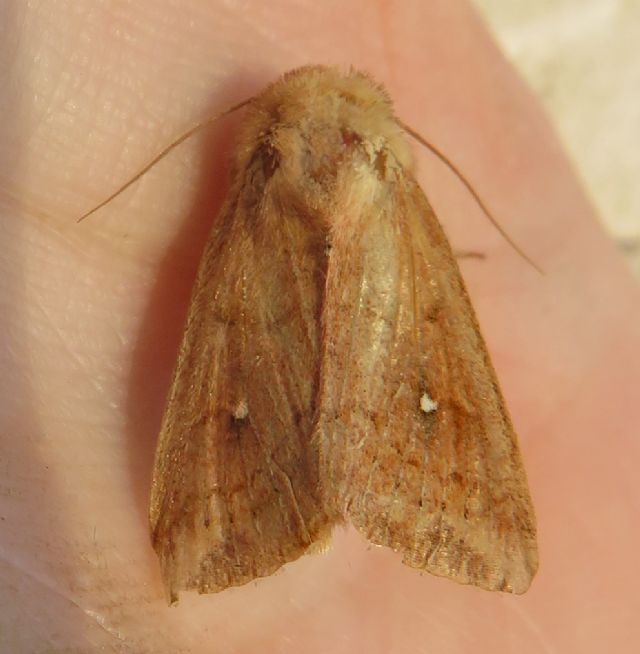 Mythimna? S, Mythimna (Hyphilare) albipuncta, Noctuidae