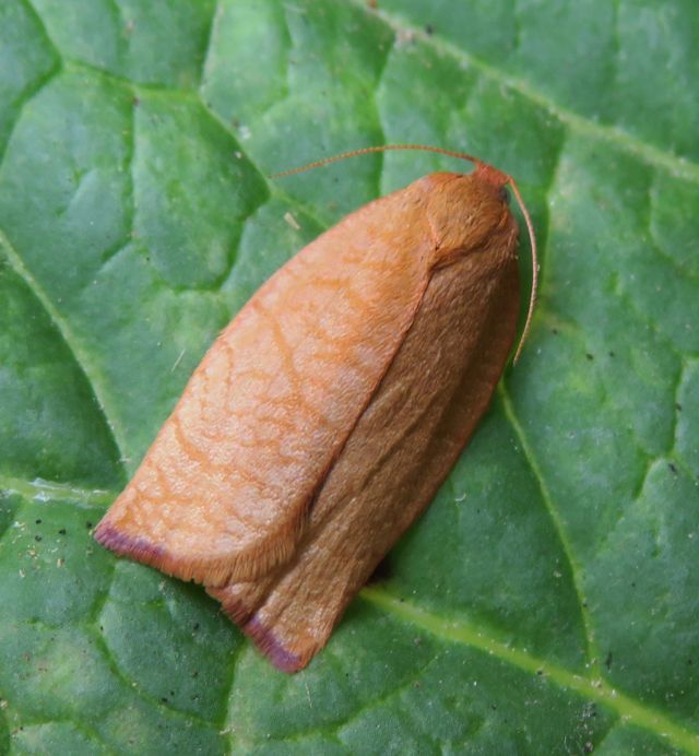 Cacoecimorpha pronubana (Tortricidae)? S