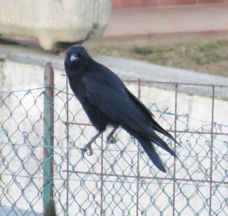 aiuto id corvidae