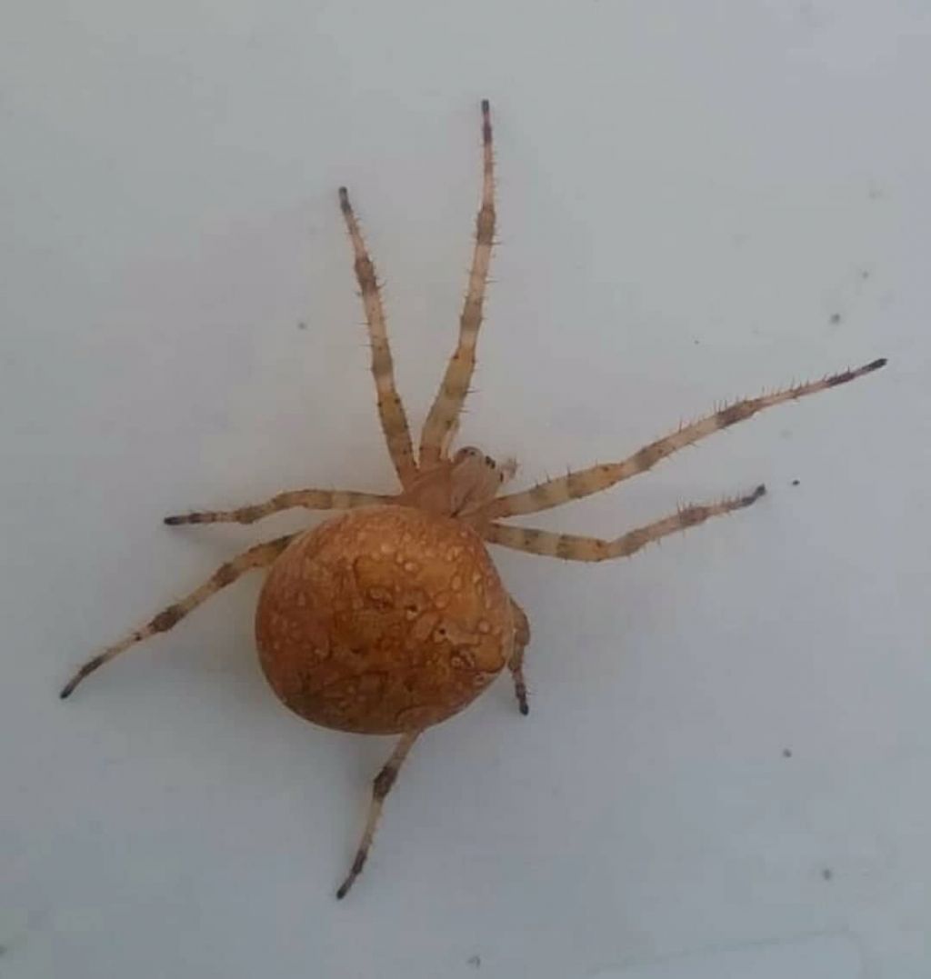 Araneus diadematus - Rivoli (TO)