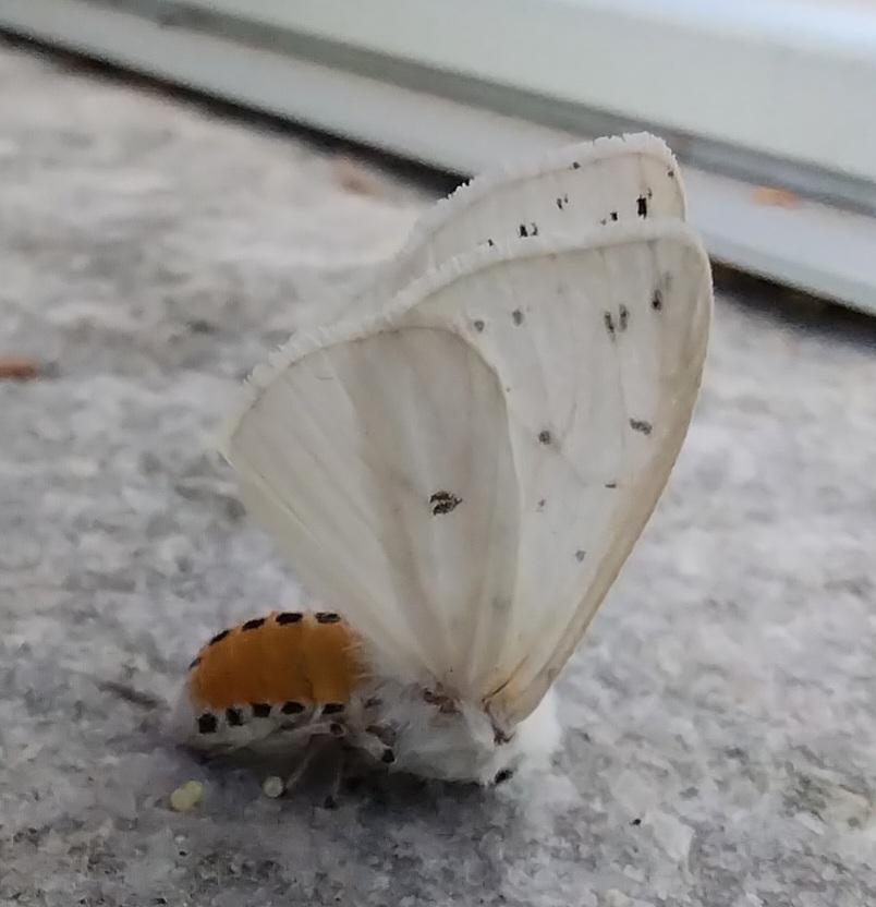 Spilosoma?