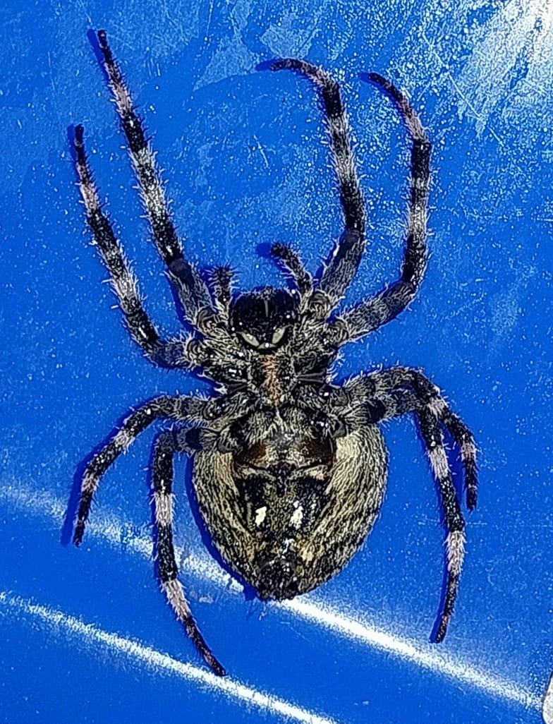 Femmina di Araneus angulatus