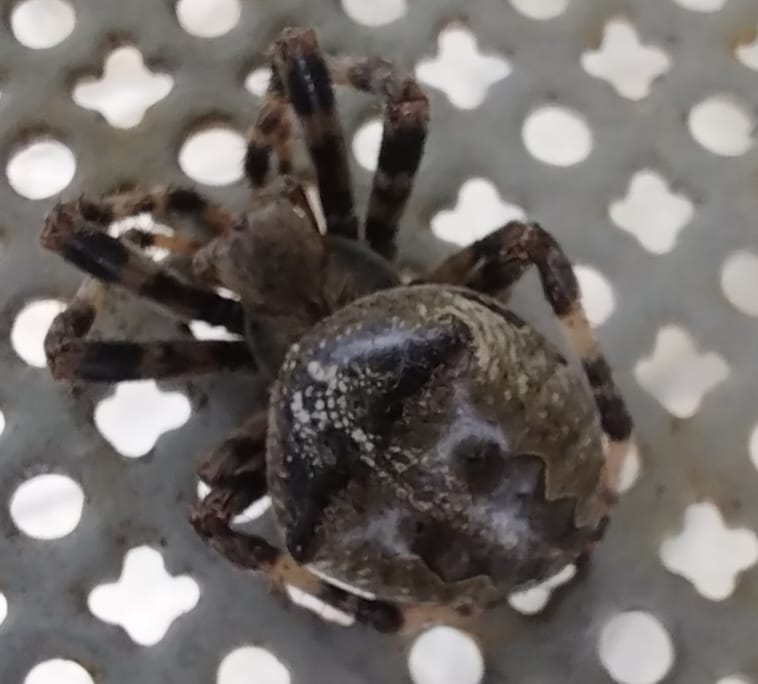 Femmina di Araneus angulatus