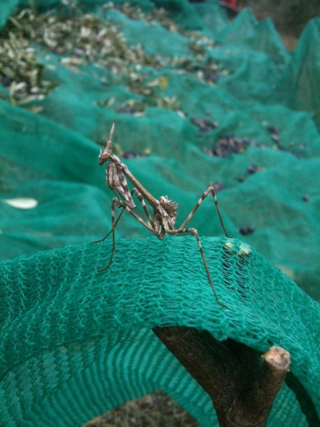 Mantide ??