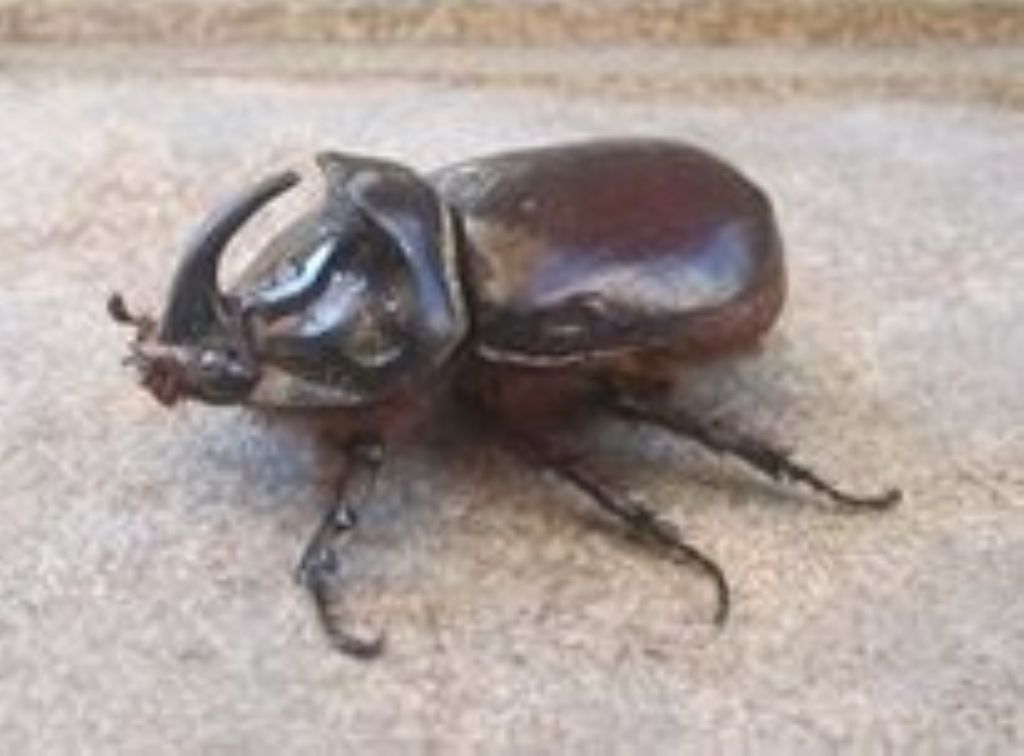 da riconoscere: Oryctes nasicornis