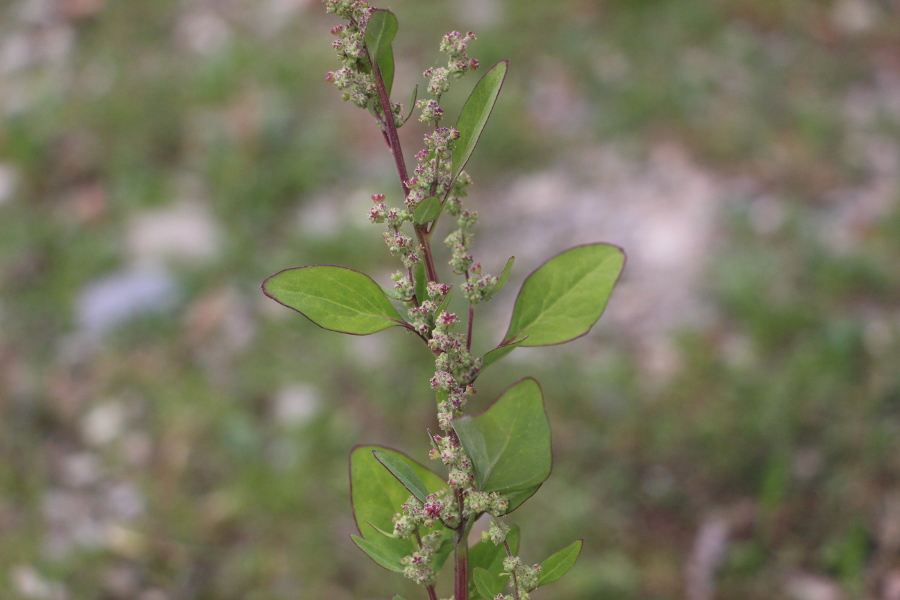 Lipandra polysperma / Farinello polisporo