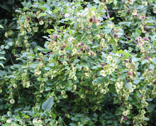 Paliurus spina-christi (Rhamnaceae)
