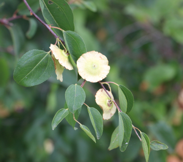 Paliurus spina-christi (Rhamnaceae)