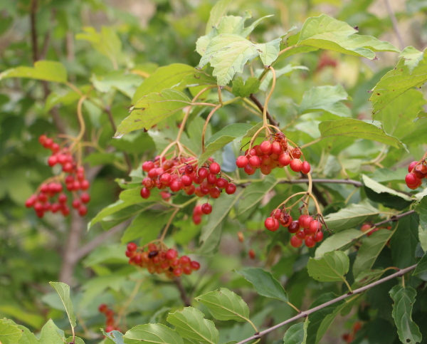 Viburnum opulus