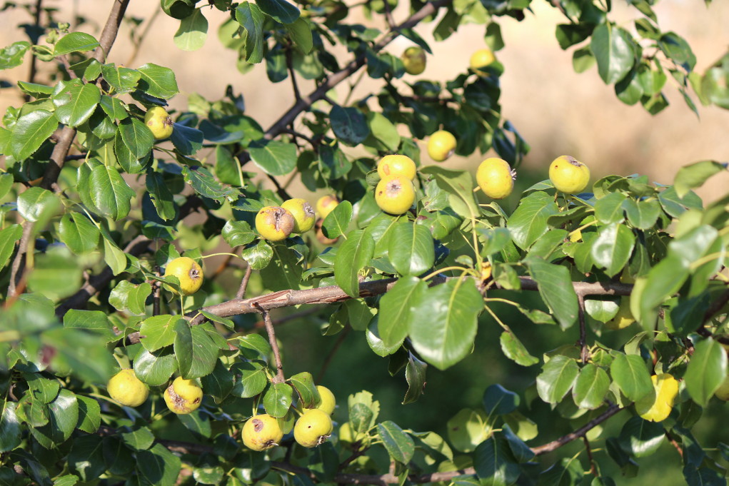 Pyrus communis