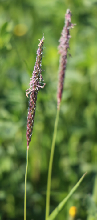 Alopecuros miosuroides