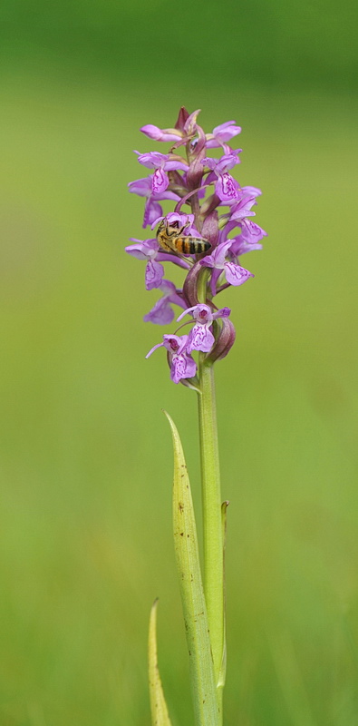 Dactylorhiza varie, pi o meno determinate