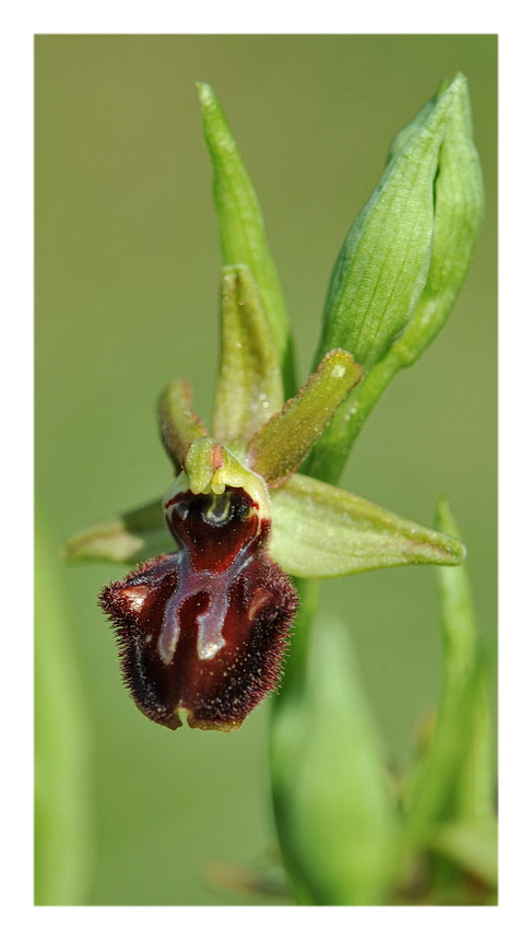 Ophrys ... ?