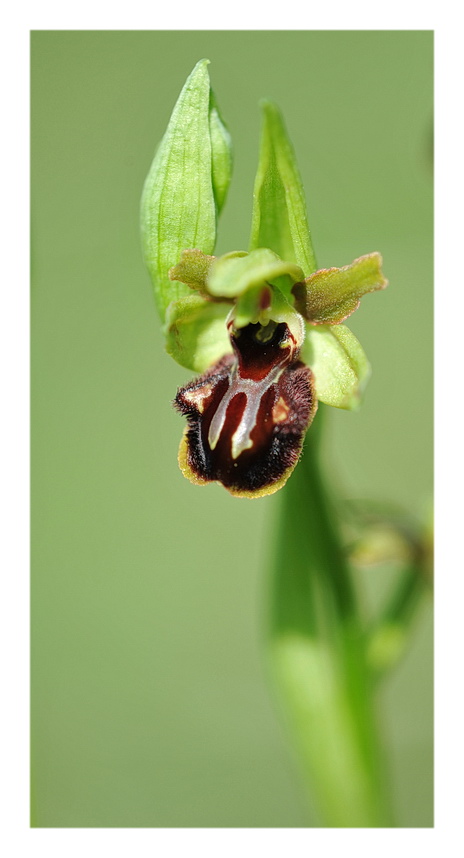 Ophrys ... ?