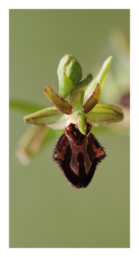 Ophrys ... ?