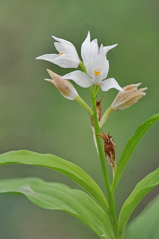 Cephalanthera longifolia o ibrido?