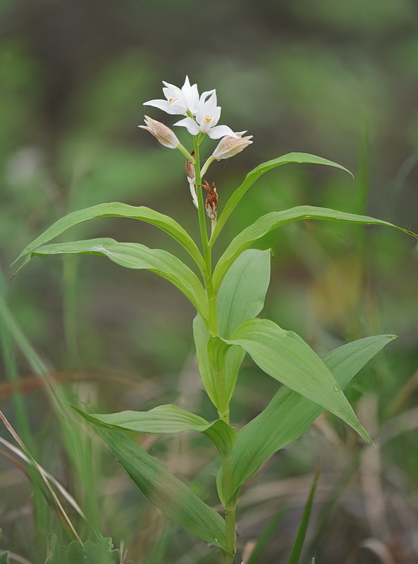 Cephalanthera longifolia o ibrido?