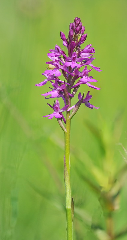 Anacamptis pyramidalis o ibrido?