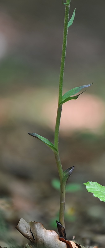 Epipactis da confermare