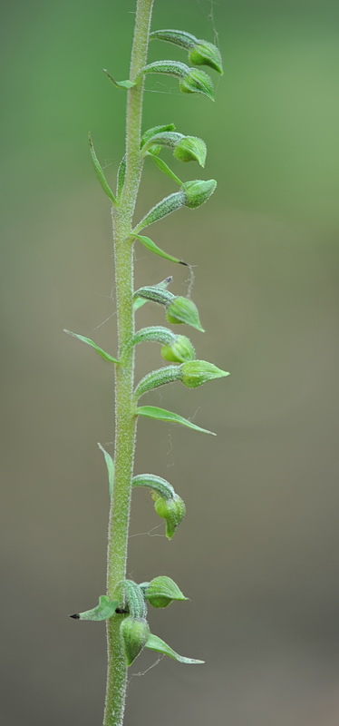 Epipactis da confermare