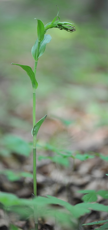 Epipactis da confermare