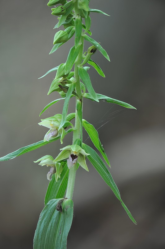 Epipactis da confermare - 2