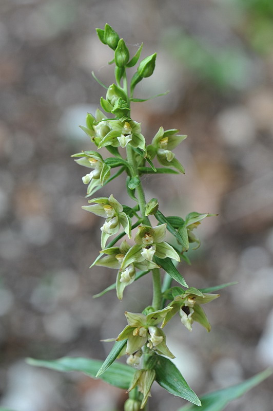 Epipactis da confermare - 2