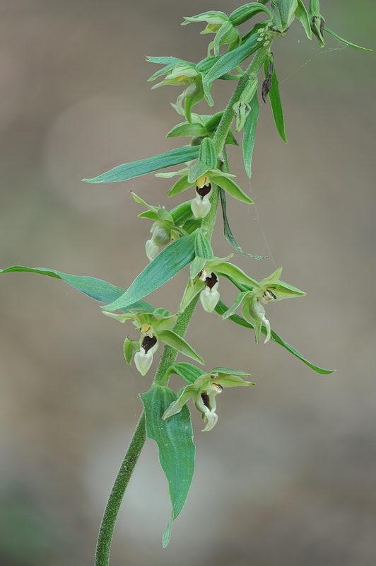 Epipactis da confermare - 2