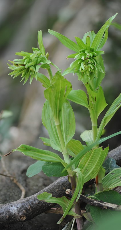 Epipactis da confermare - 2