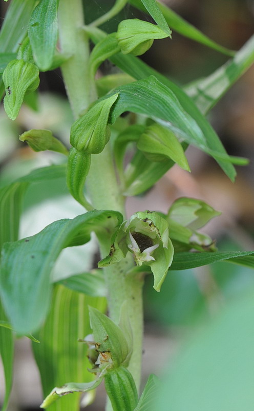 Epipactis da confermare - 2