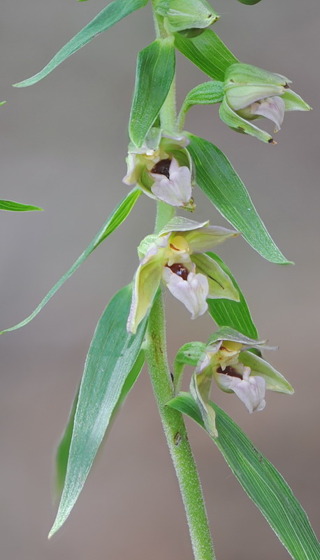 Epipactis da confermare - 2