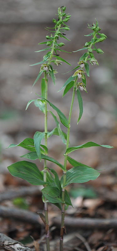 Epipactis da confermare - 2