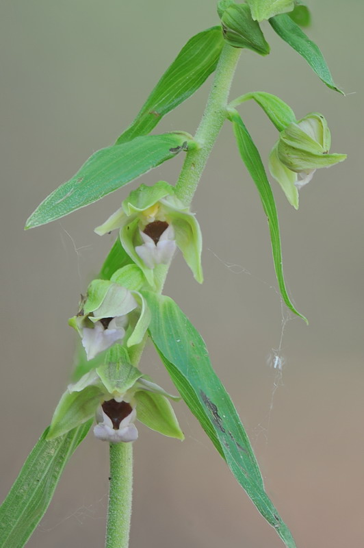 Epipactis da confermare - 2