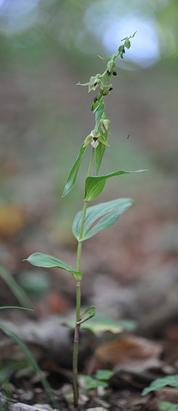 Epipactis da confermare - 2