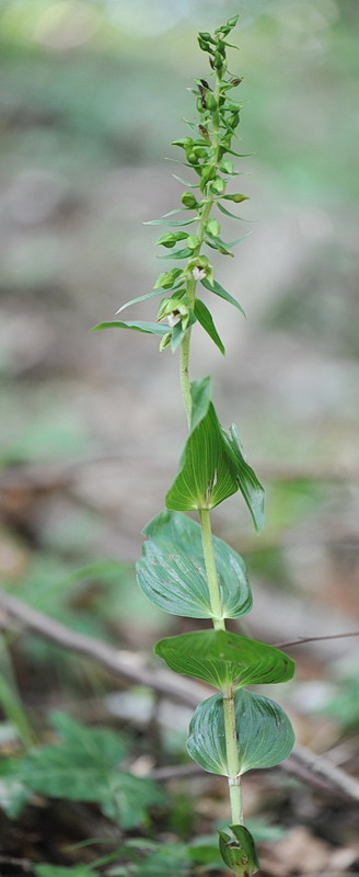 Epipactis da confermare - 2