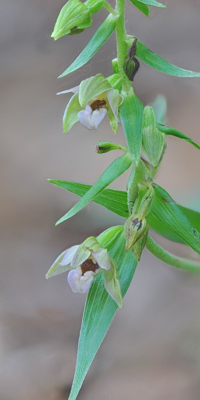 Epipactis da confermare - 2