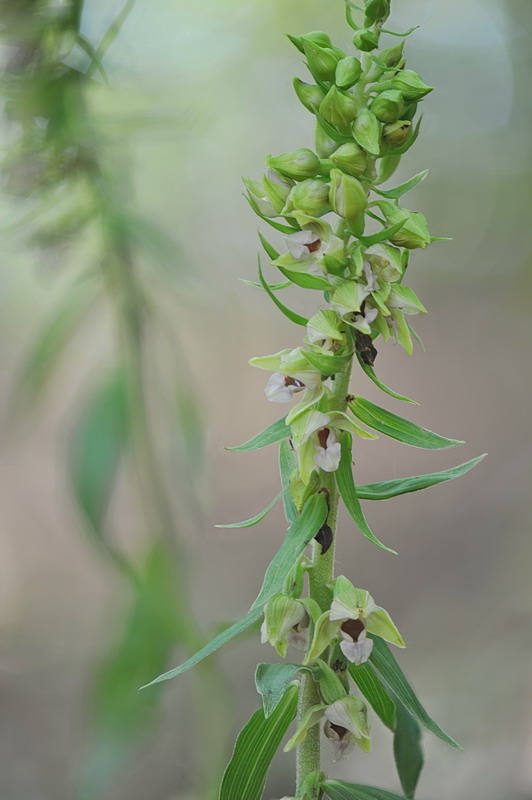 Epipactis da confermare - 2