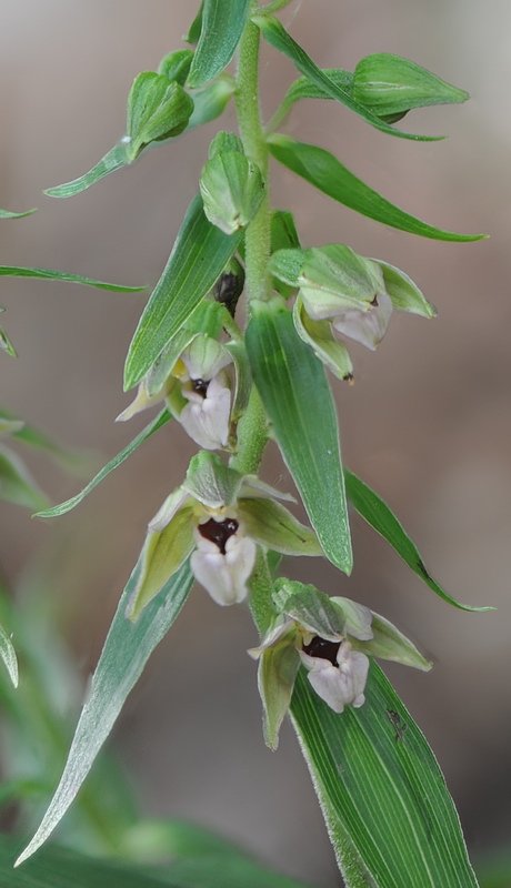 Epipactis da confermare - 2