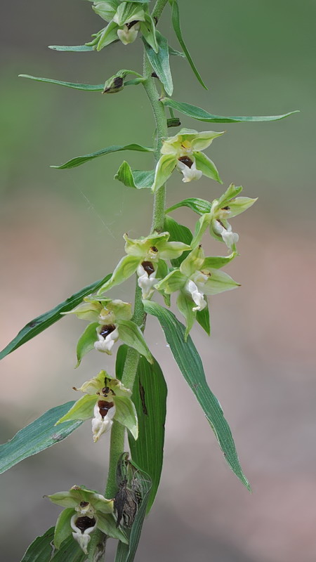 Epipactis da confermare - 2